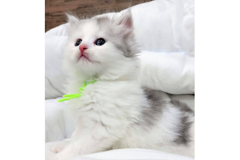 成約済の埼玉県のサイベリアン-19719